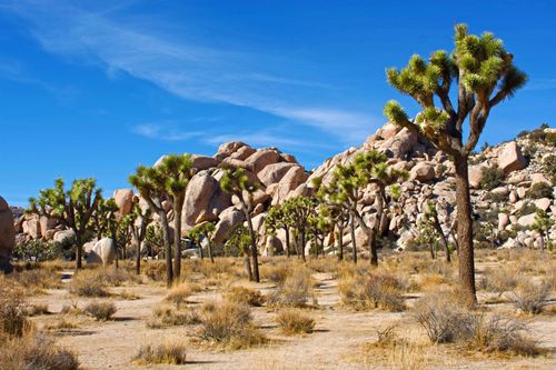 Free Vibrant desert scene featuring Joshua trees and clear blue skies at Joshua Tree National Park. Stock Photo
