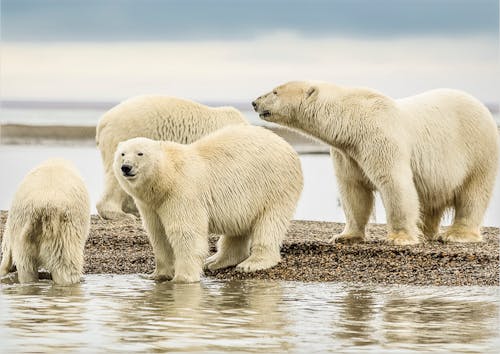 Group of Polar Bears on Shore