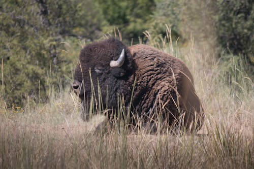 Free Imagine de stoc gratuită din bivol, bizon, bizon range Stock Photo