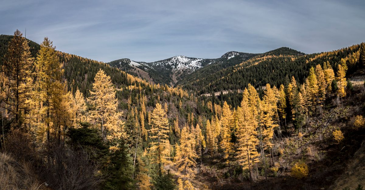 A serene autumn landscape with golden trees in Missoula, Montana mountains.