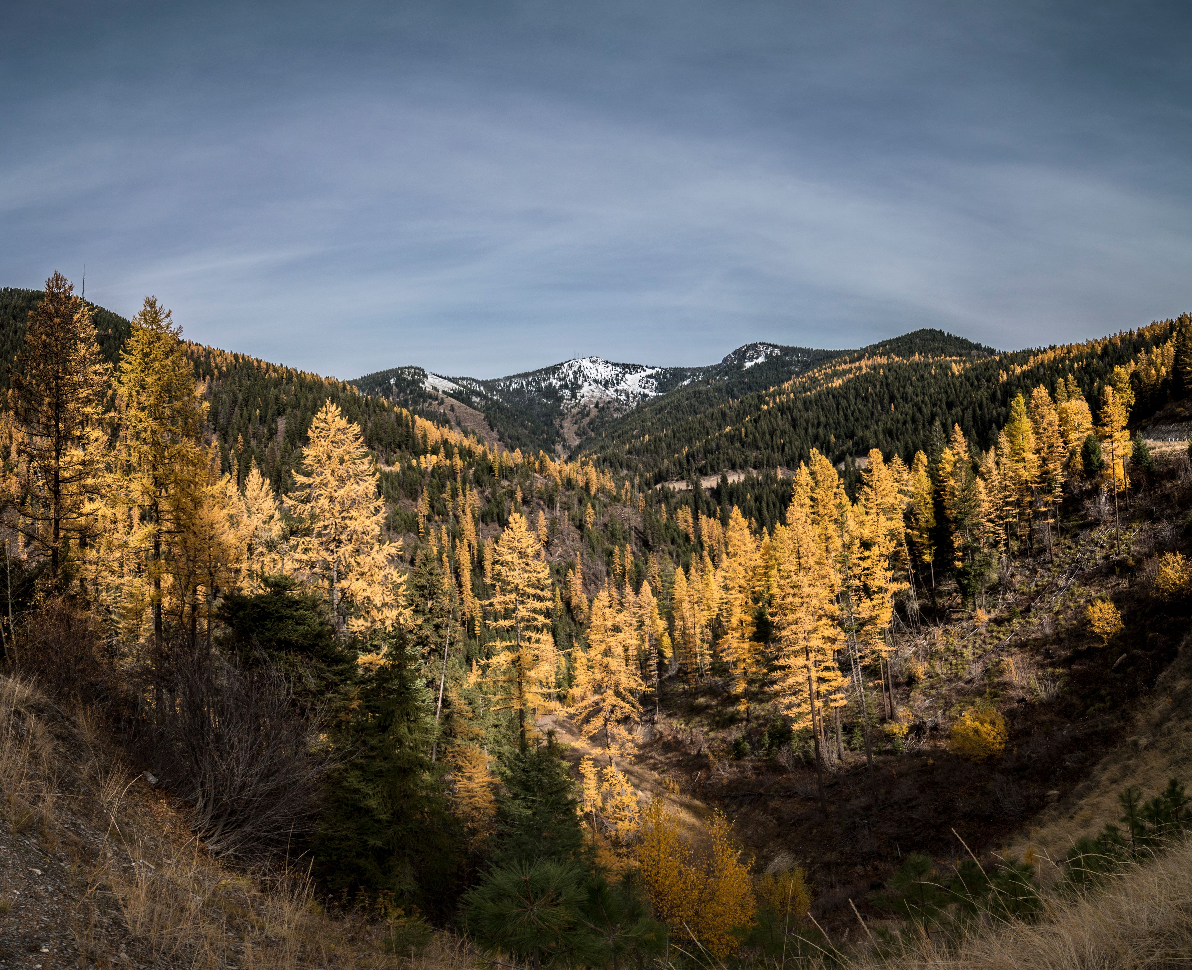 Missoula: Golden autumn trees in the mountains around Missoula