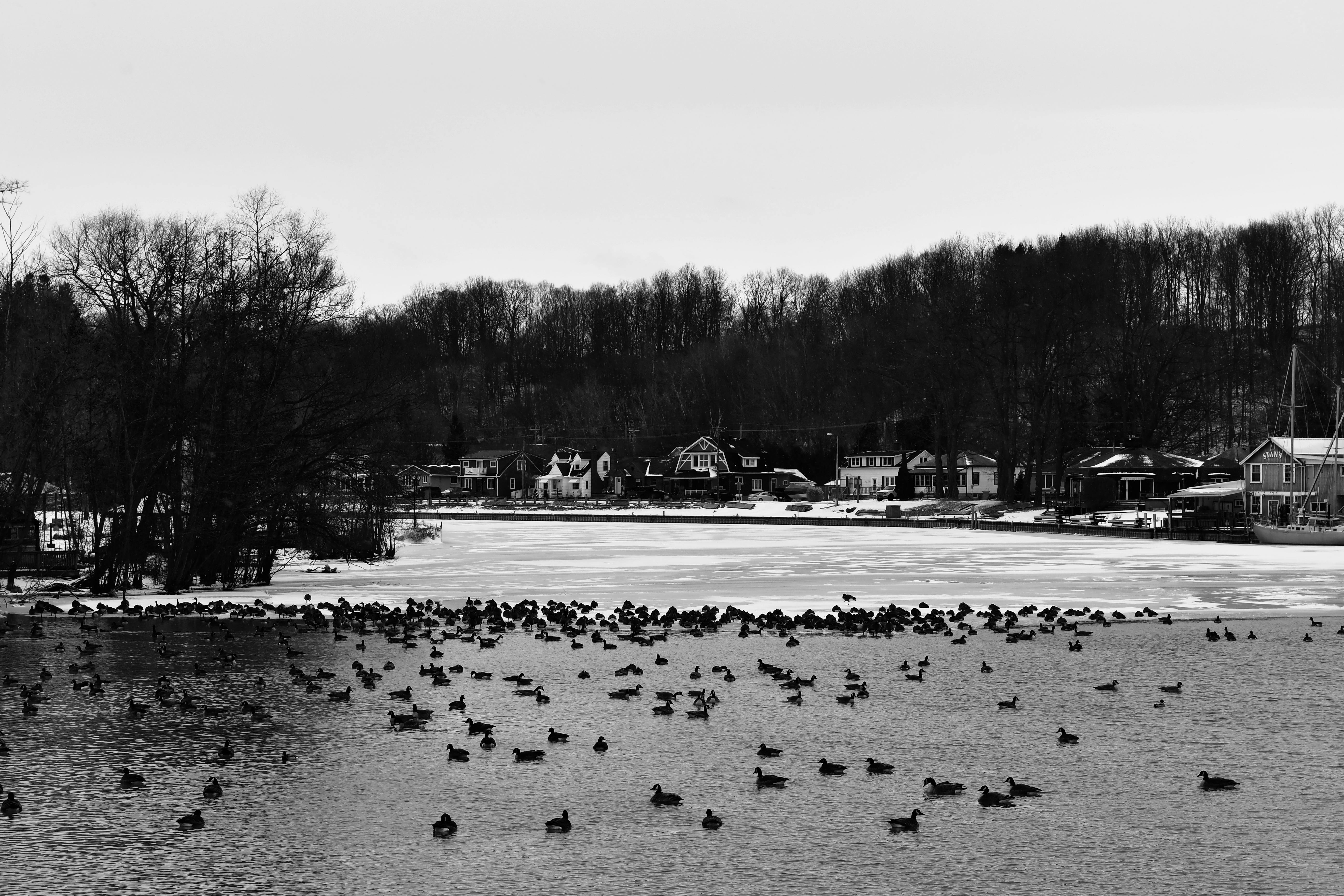 a grayscale photo of a lake near the houses with geese