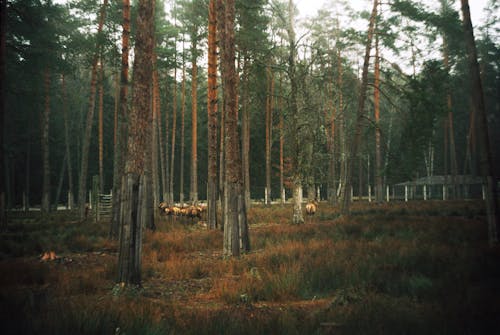 Animals and Trees in the Woods