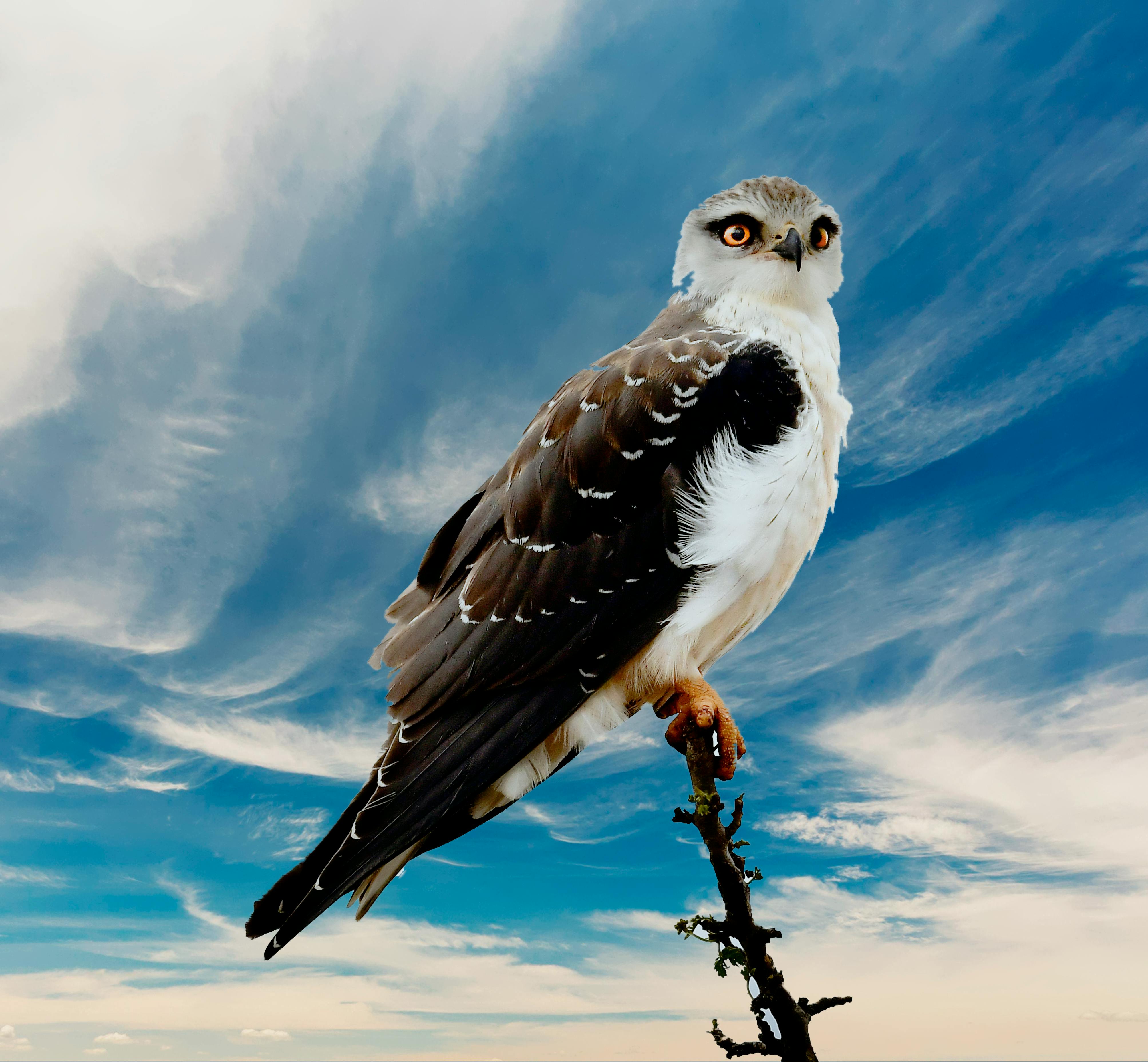 Free Stock Photo Of Bird Of Prey, Eagle, South Africa