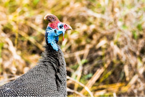 Blue, Black, and Red Bird Macro Photography