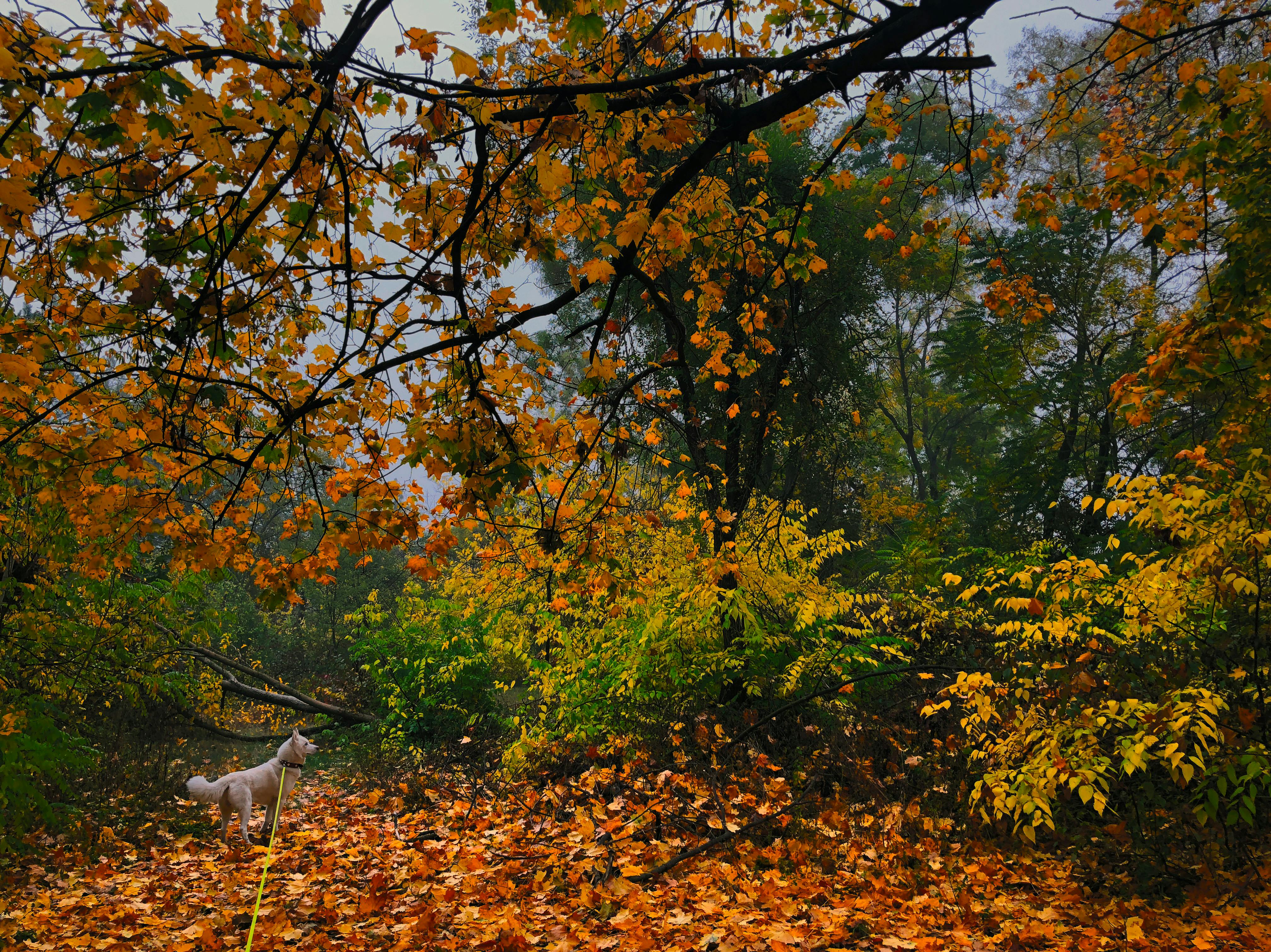 Free stock photo of autumn, autumn colours, forest