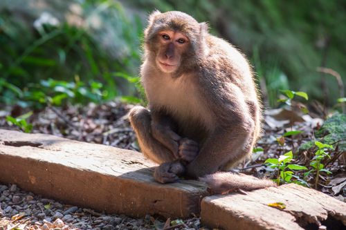Free A Formosan Rock Macaque sitting on a wooden beam in a natural setting in Taipei, Taiwan. Stock Photo