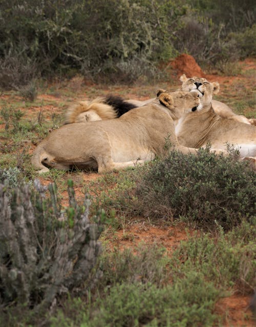 
A Lion and Lionesses in the Wild