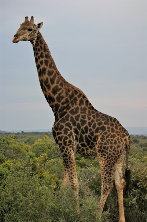 A Tall Giraffe in the Savanna