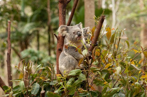 Free Koala Bear on a Tree Branch  Stock Photo