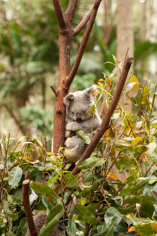 Gray Koala Bear on a Tree Branch 