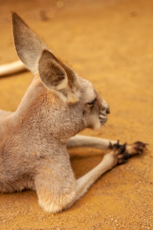 Close Up Photo of Kangaroo Lying on the Ground