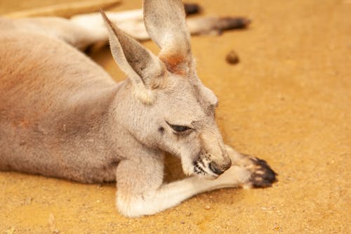 カンガルー, 動物, 動物の写真の無料の写真素材