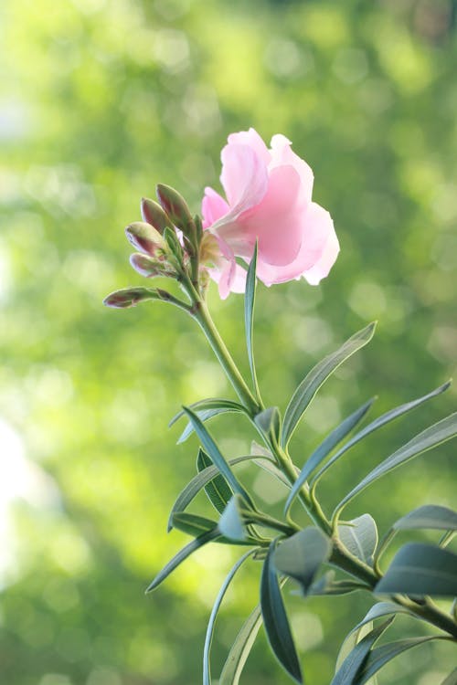 Kostnadsfri bild av blommig, blomning, delikat