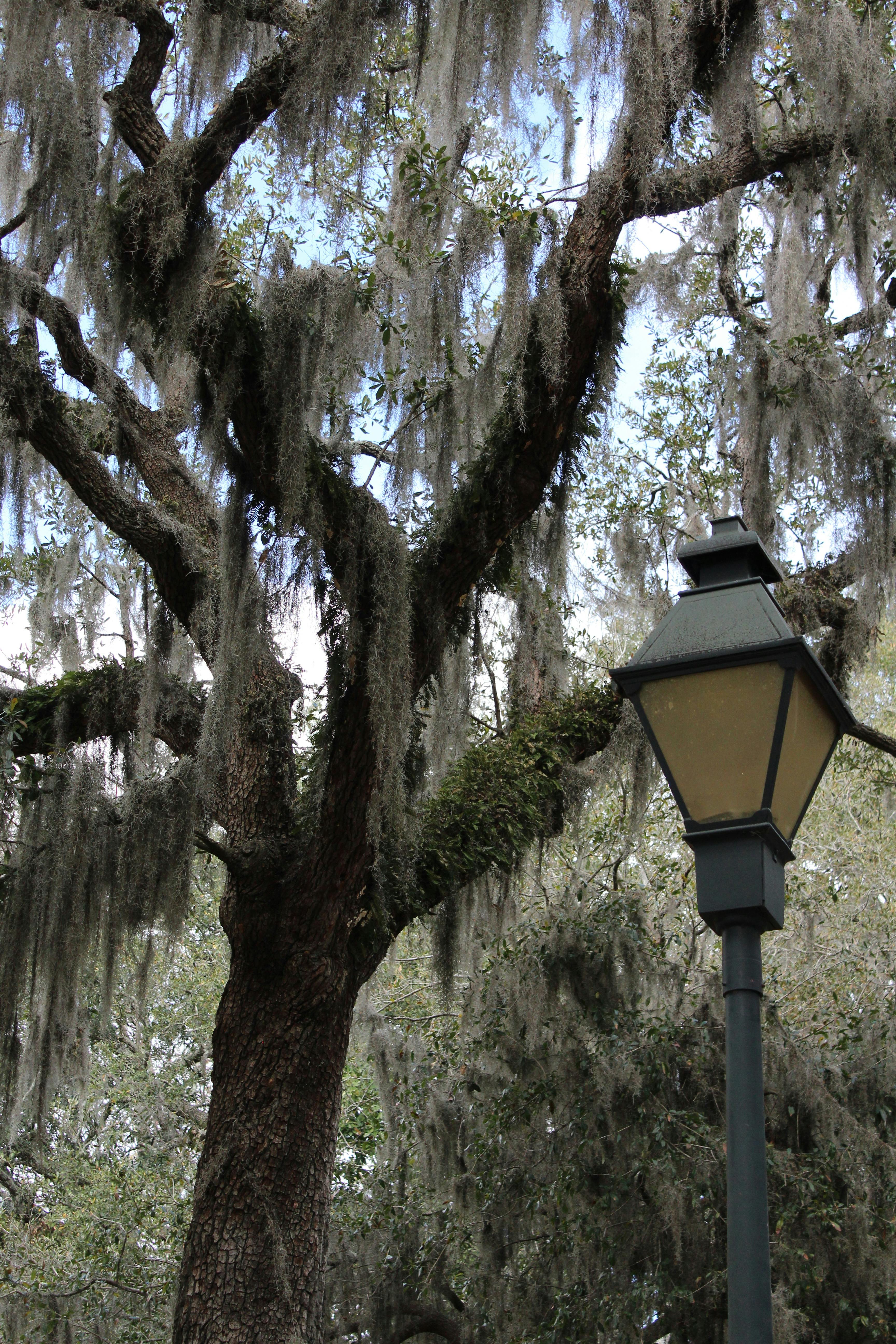 Free stock photo of savannah, Spanish Moss