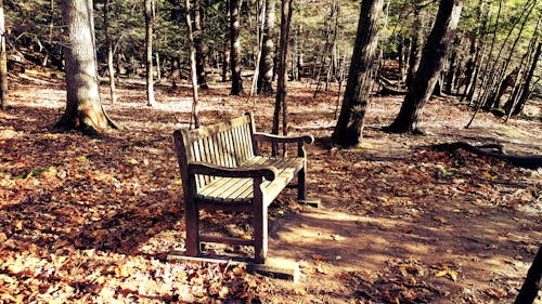 Brown Wooden Bench in the Middle of Forest