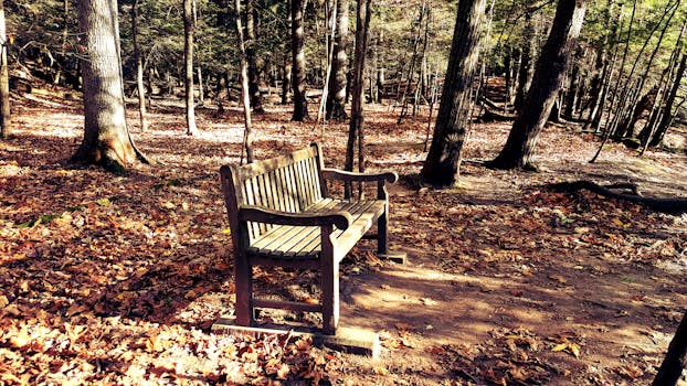 在阳光明媚的森林公园里，宁静的木凳坐落在秋叶和高大的树木之间