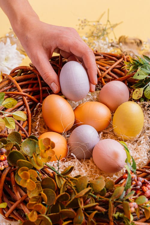 나뭇잎, 달걀, 둥지의 무료 스톡 사진