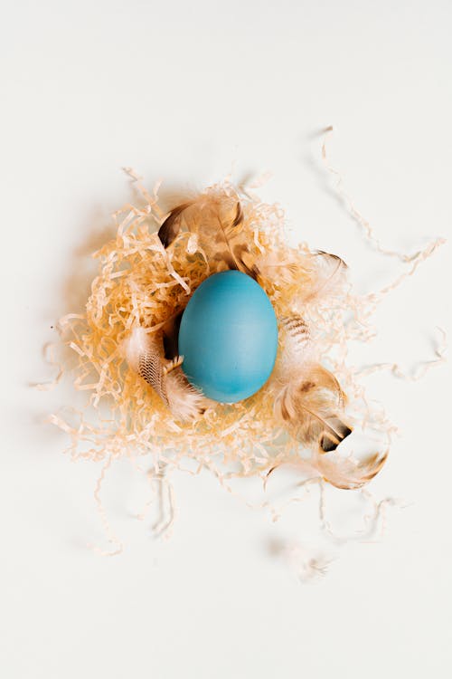 Free A Blue Egg on a Nest Stock Photo