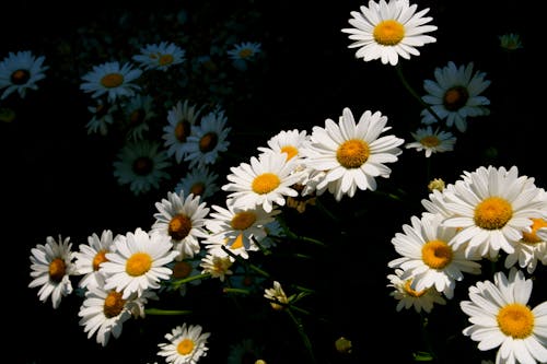 Fotobanka s bezplatnými fotkami na tému biela, kvet, žltá