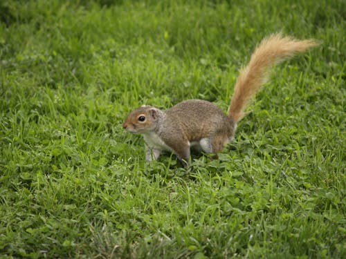Brown Squirrel on Green Grass