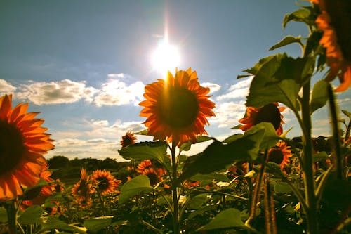 Free Yellow Sunflower Under Sunrise Stock Photo