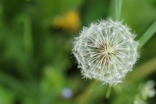 Free Macro shot of a dandelion with seeds against a green blurred background. Stock Photo