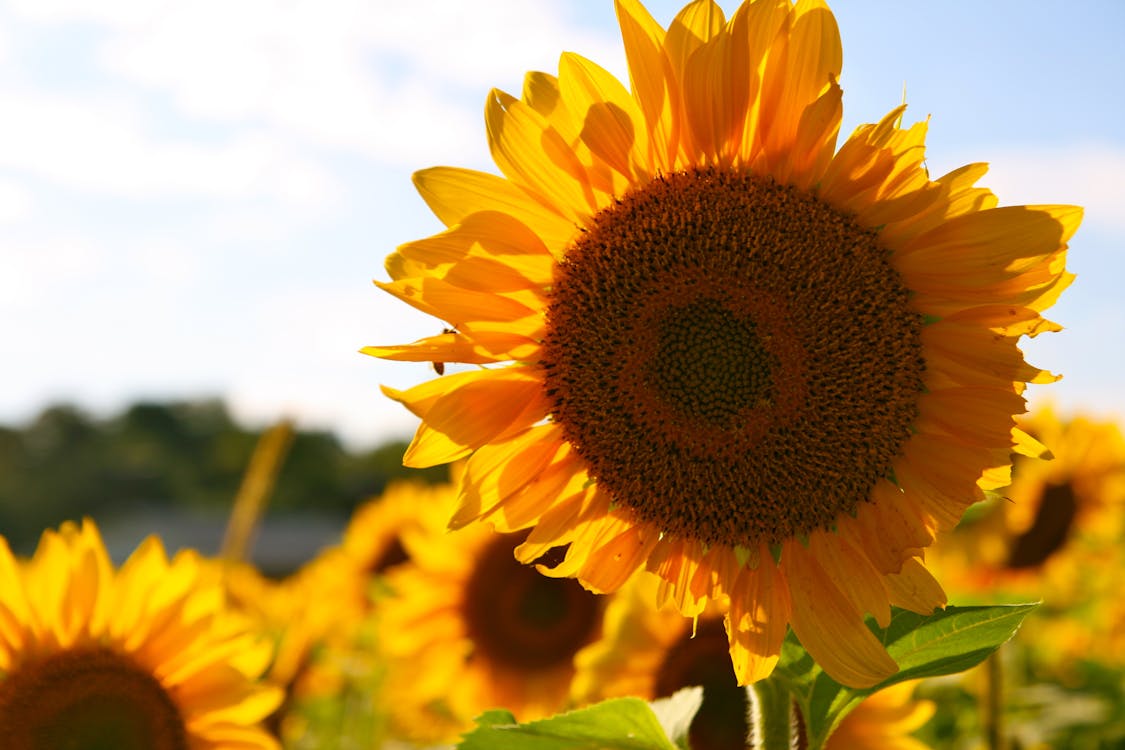 бесплатная желто коричневый солнечный цветок в дневное время Стоковое фото