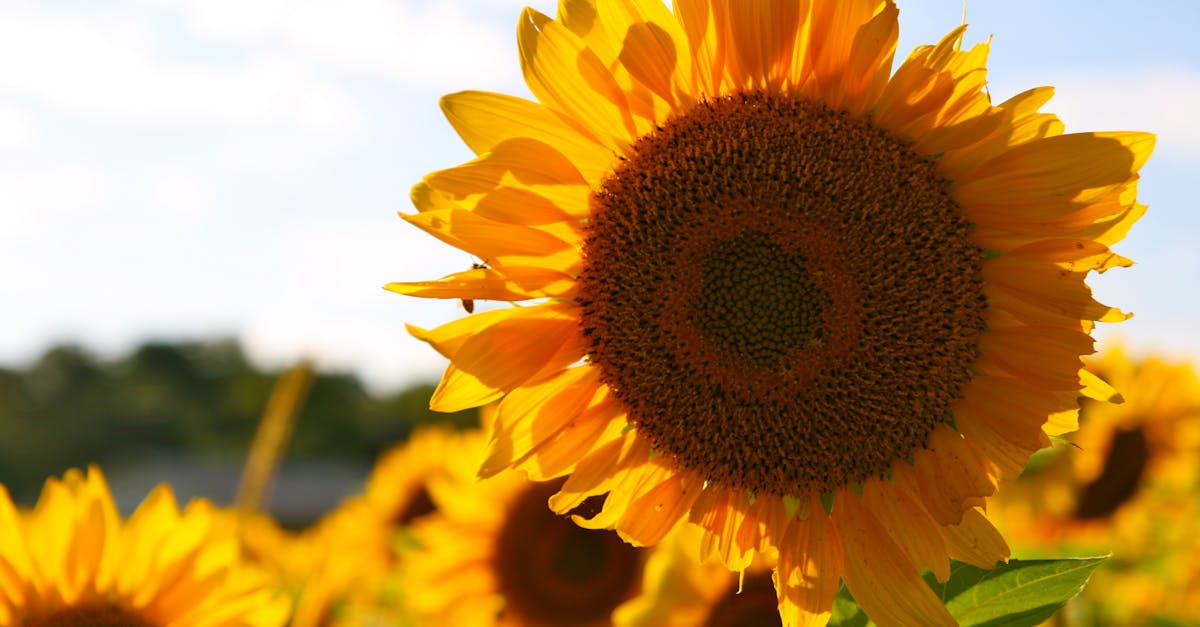 Yellow Brown Sun Flower during Daytime
