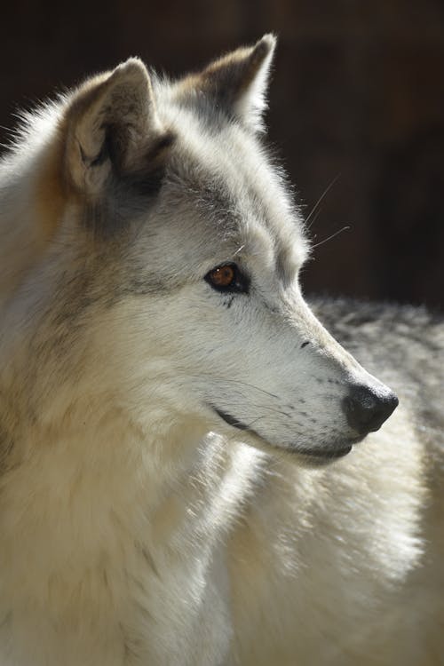 Gratis lagerfoto af grå ulv, ulv, yellowstone national park