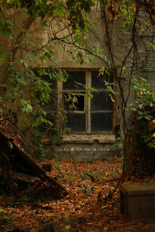 Free An old, abandoned window surrounded by lush greenery and autumn leaves in a forgotten building. Stock Photo