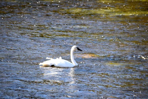 Free stock photo of swan, yellowstone