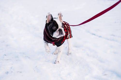 A Dog Wearing a Jacket Standing on the Cover