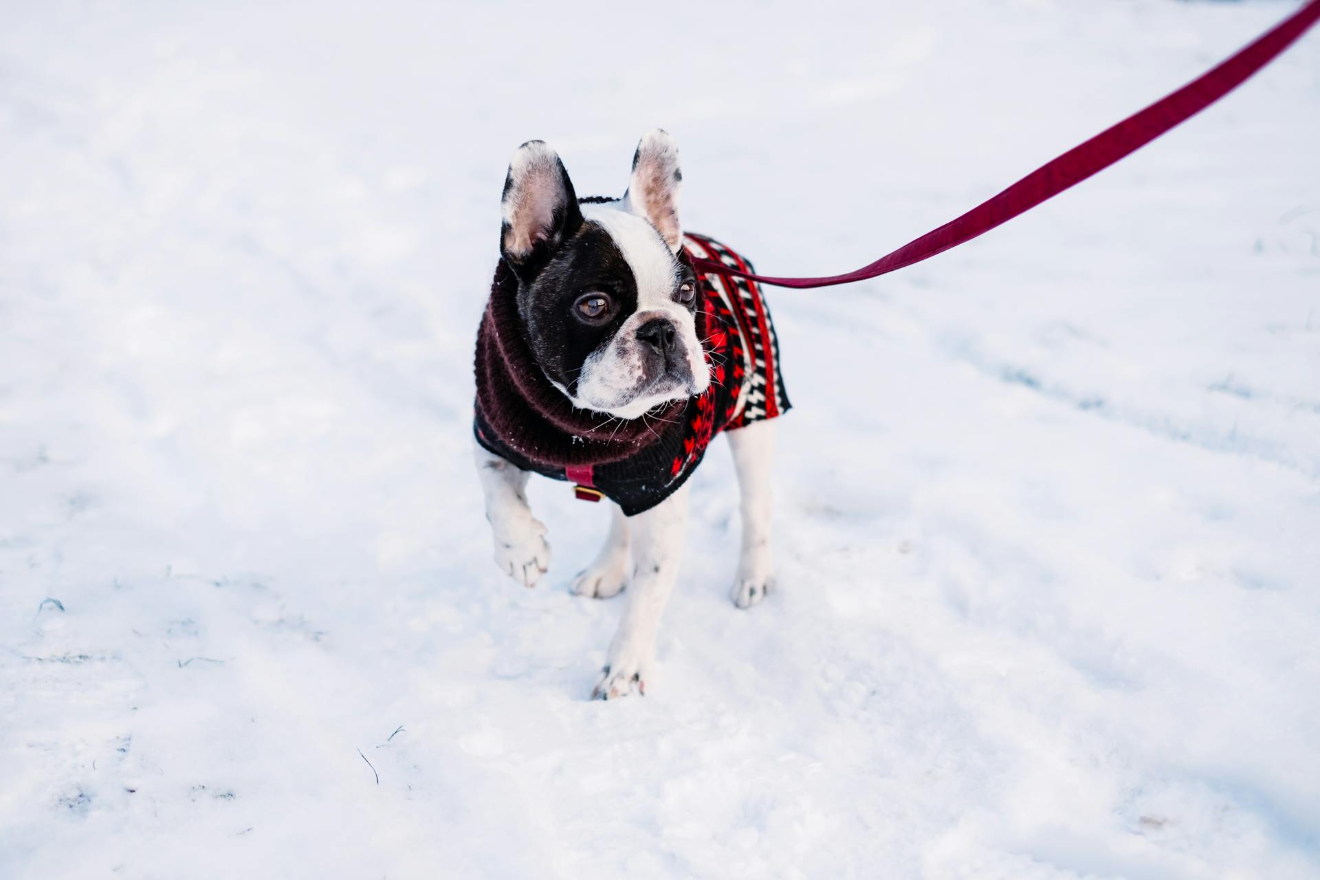 A Dog Wearing a Jacket Standing on the Cover