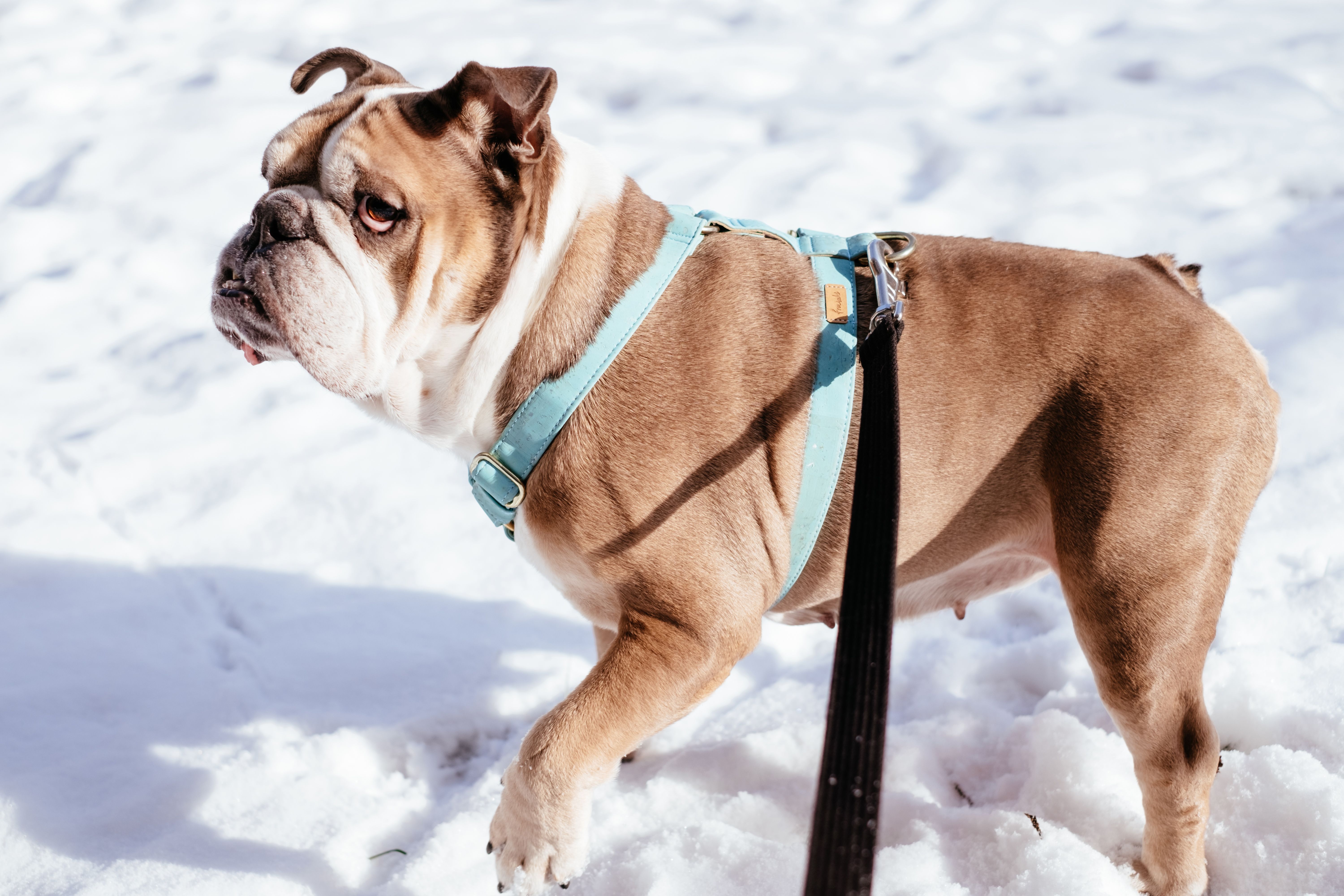 Dog Harness for Pullers: Escape-Proof Fit by Size & Breed
