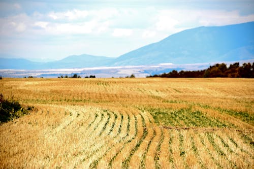 Ingyenes stockfotó ég, fák, farm témában