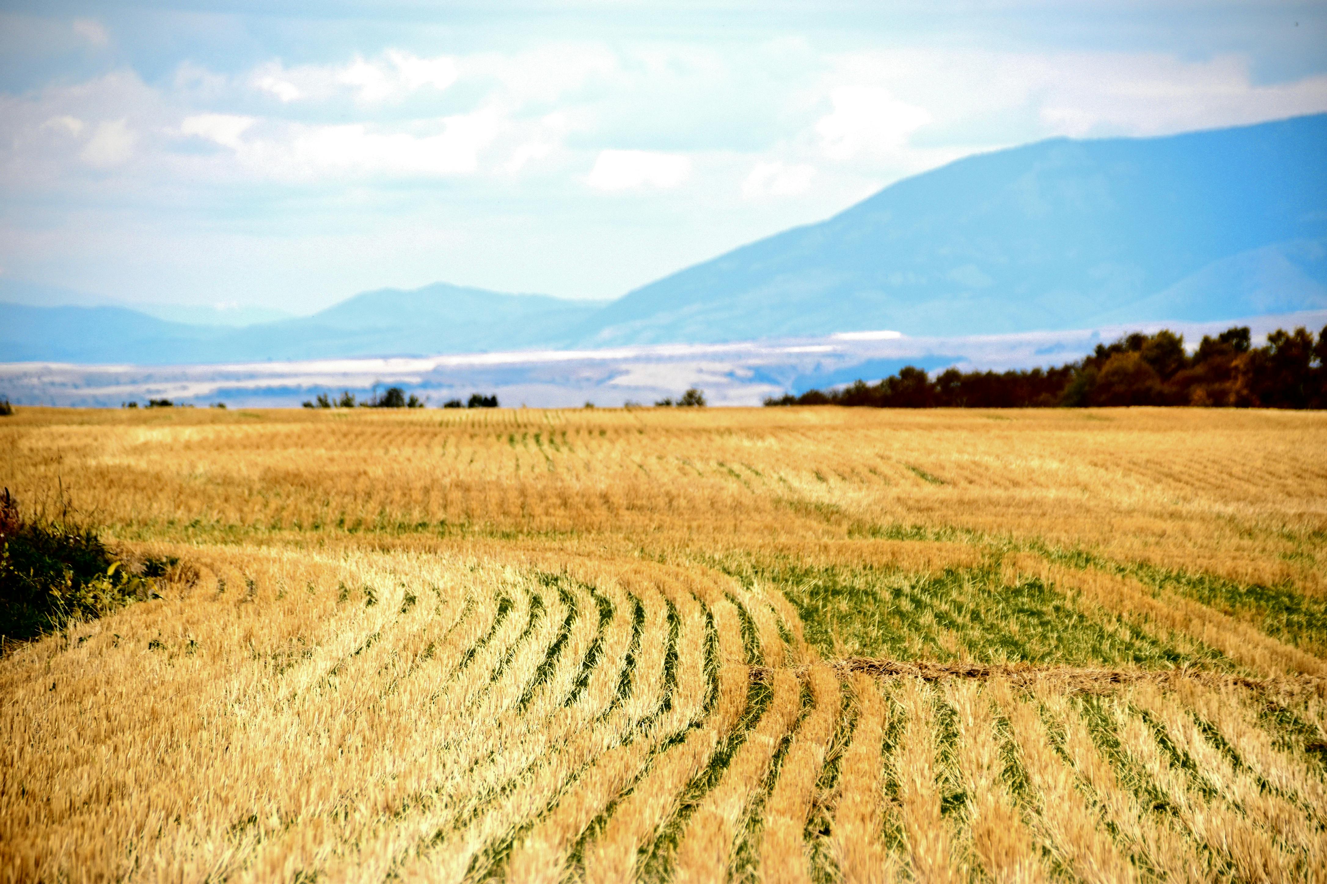 Rice Field · Free Stock Photo