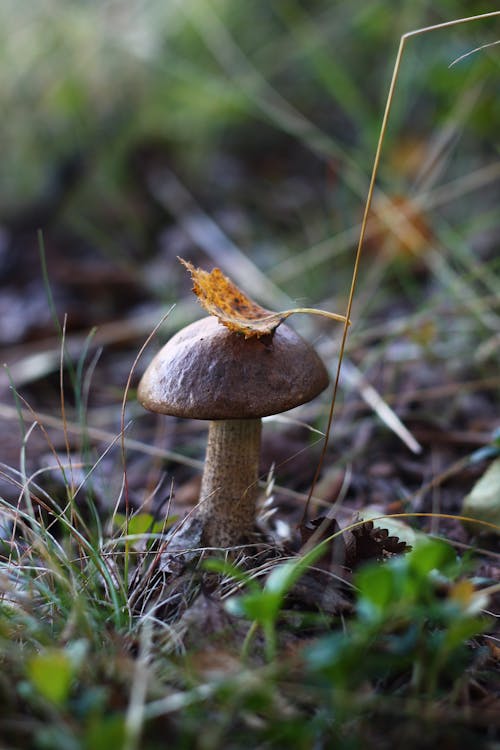 Close-Up Shot of Brown Mushroom