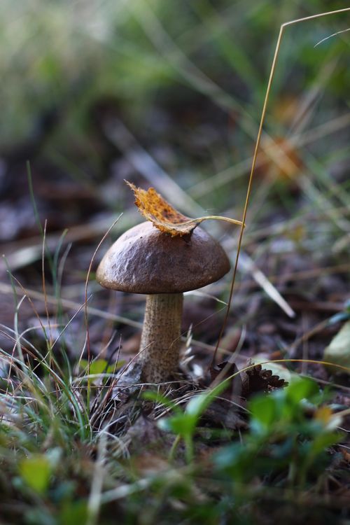 Free A close-up of a wild mushroom with an autumn leaf on top, captured in a forest. Stock Photo