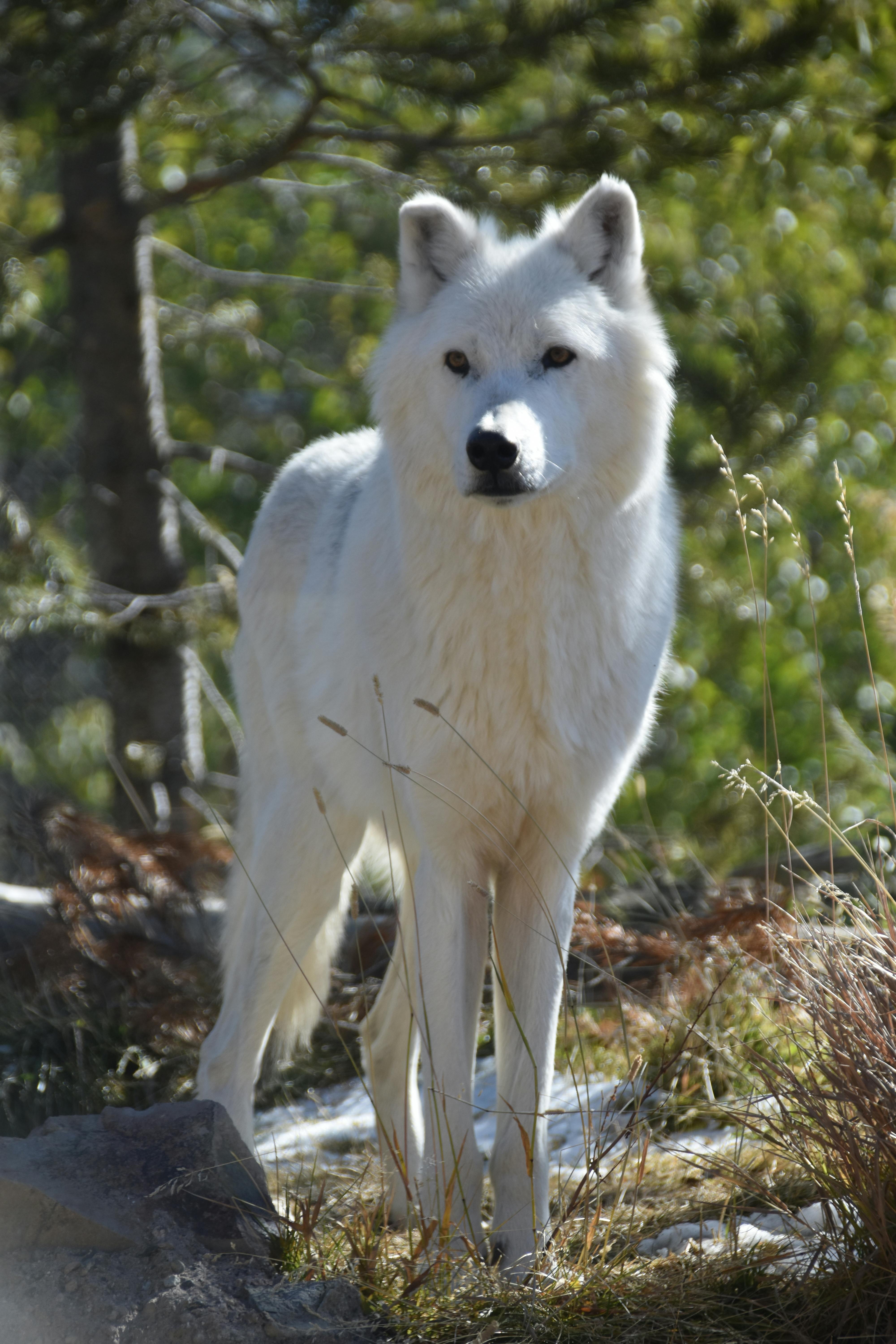 Free stock photo of gray wolf, wolf, yellowstone national park