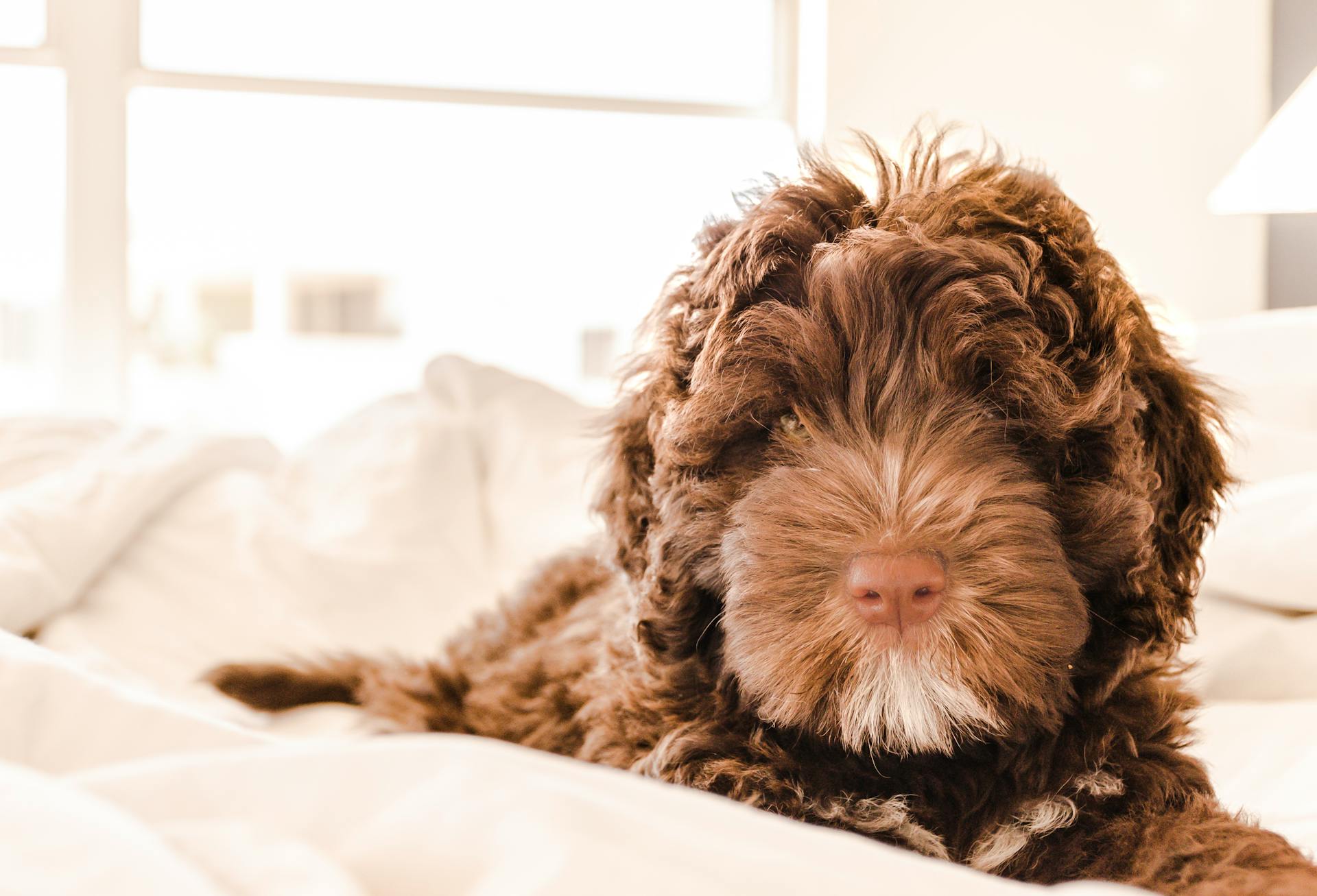 Bruin-witte Portugese waterhondpuppy