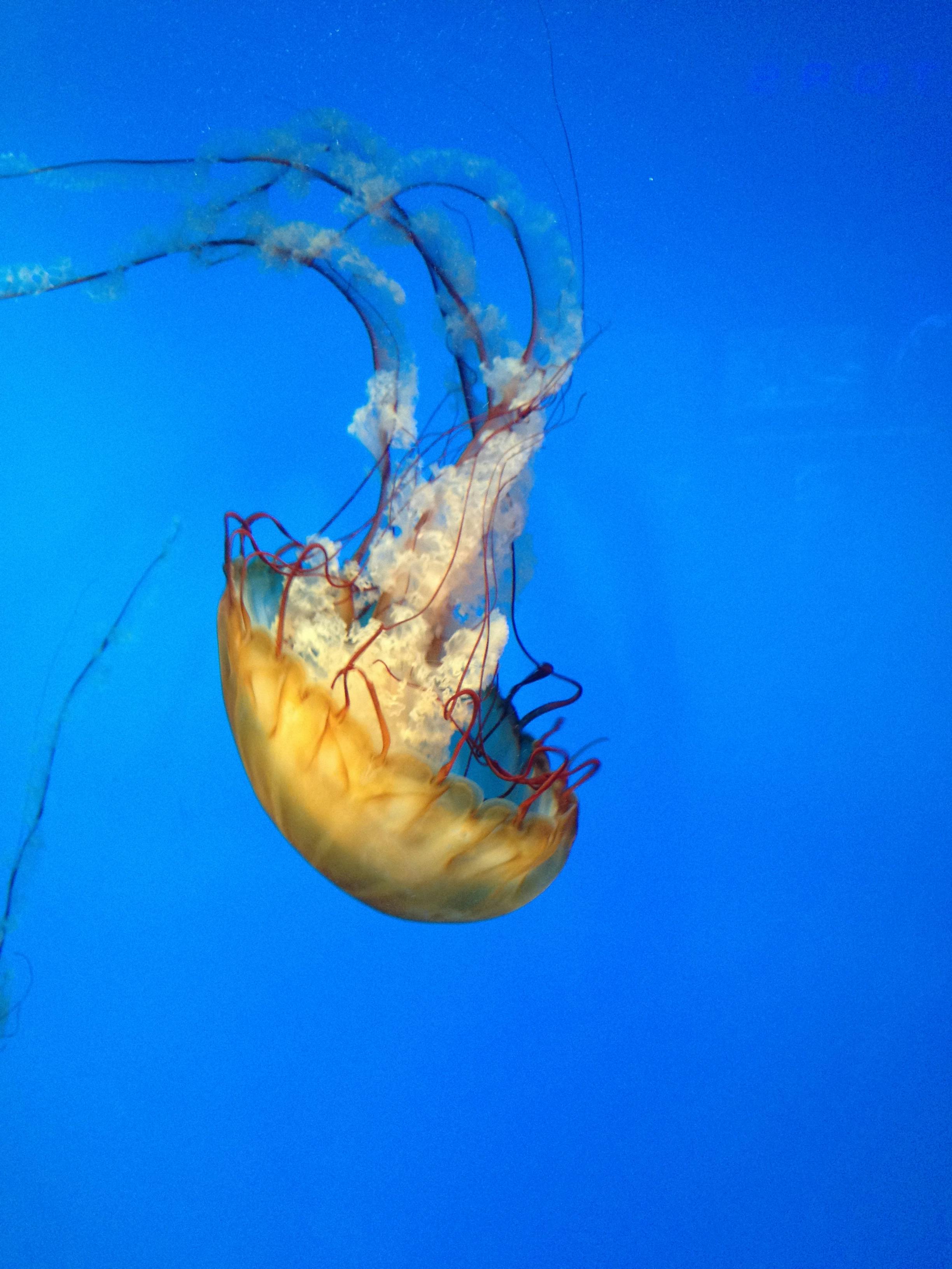 Yellow Jellyfish · Free Stock Photo