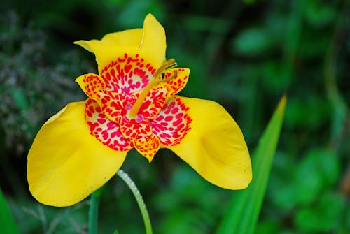 Free Close-Up Shot of Yellow and Red Flower Stock Photo