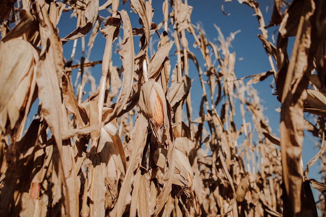 Безкоштовне стокове фото на тему «блакитне небо, кукурудза, кукурудзяне поле»
