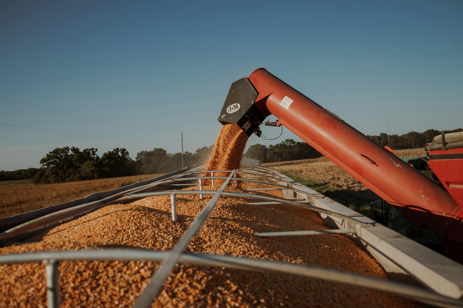 Corn harvesting using a grain auger in a sunny field to efficiently transfer grain.