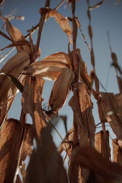 A Close-Up Shot of Dry Crops