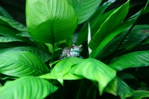 бесплатная Коричневая и белая лягушка на зеленых листах Стоковое фото