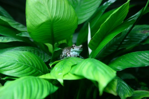 A vibrant green frog rests on lush tropical leaves, showcasing nature's beauty.