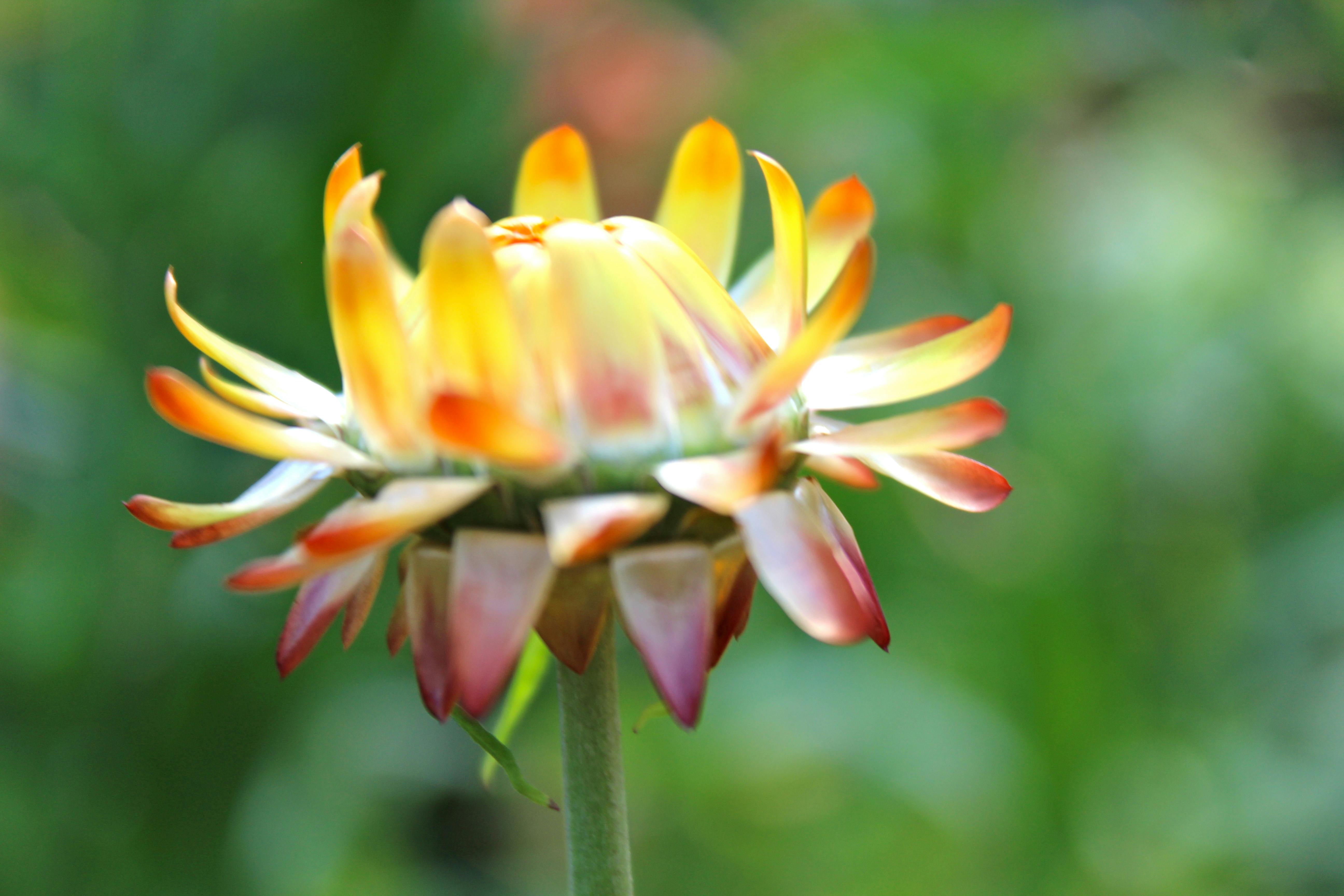 Free stock photo of flower, garden, nature