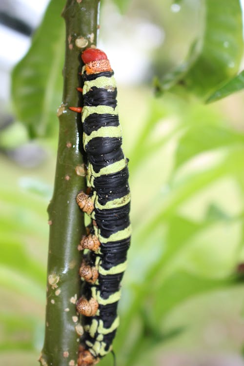 Free stock photo of caterpillar, stem
